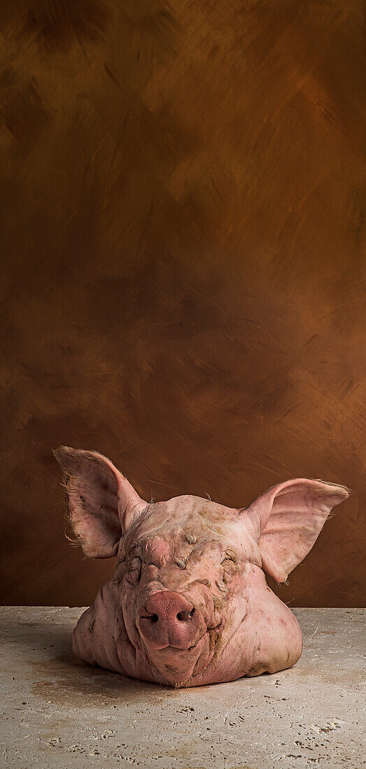 Schweinekopf vor braunem Hintergrund