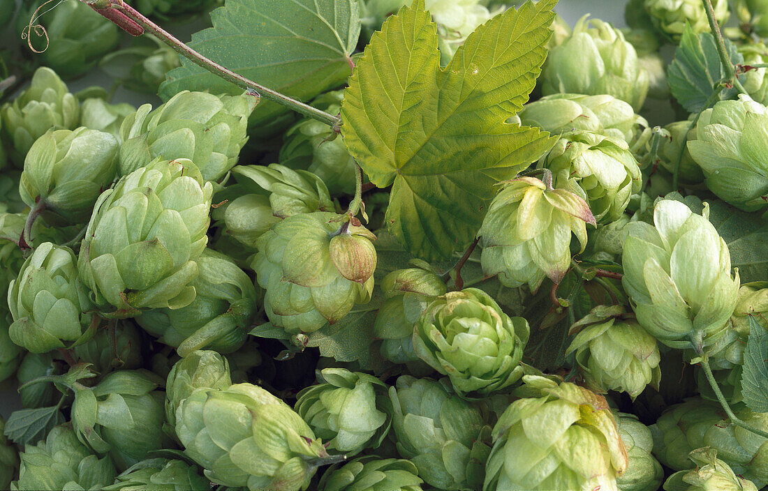 Hops (filling the picture)