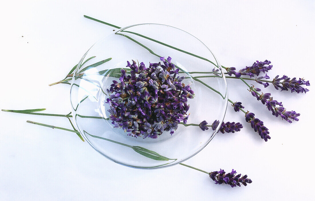 Glass bowl with lavender flowers