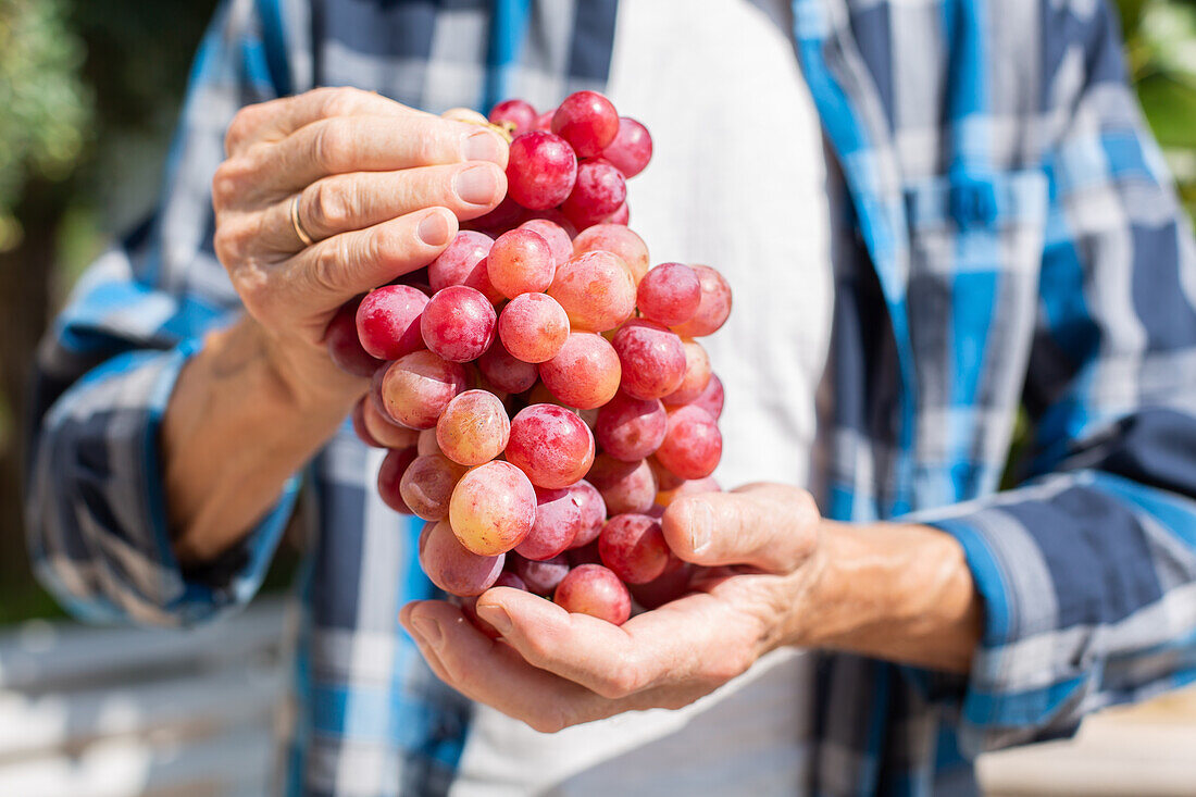 Gärtner im karierten Hemd hält frisch geerntete  Weintrauben in den Händen