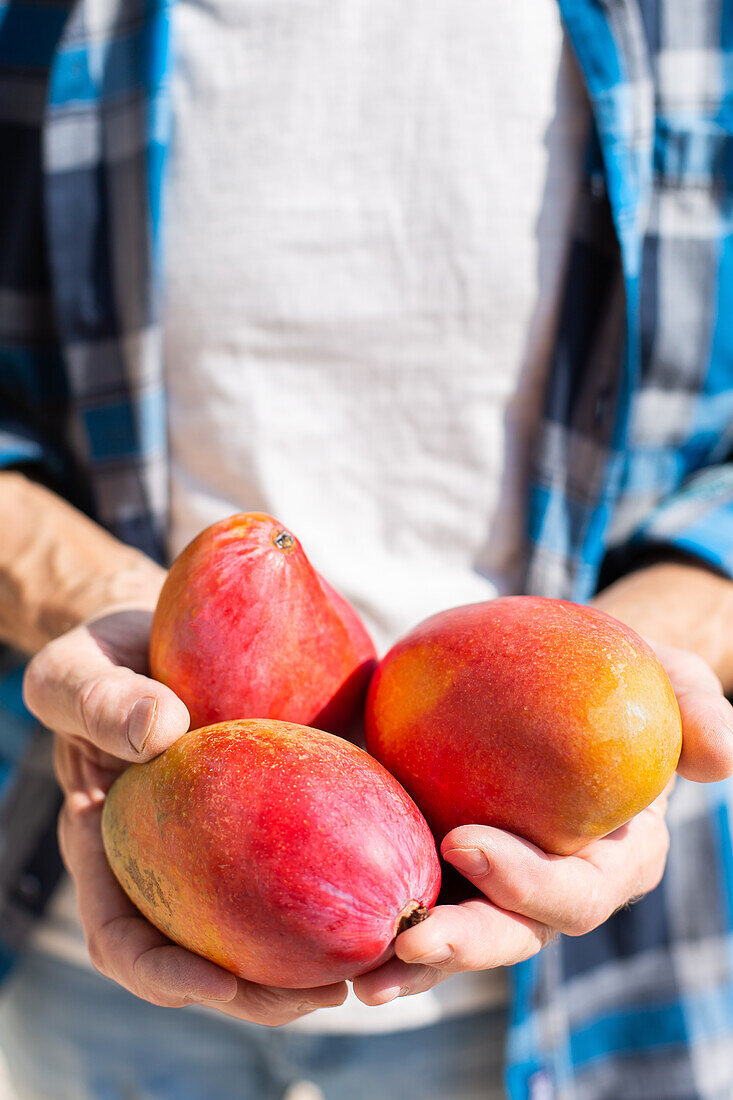 Male farmer demonstrating handful of fresh colorful mangos while standing in garden