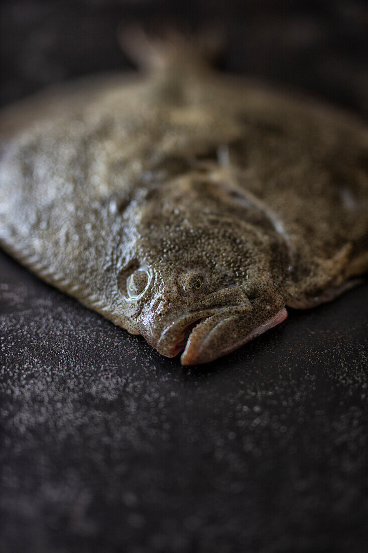 Turbot on black background