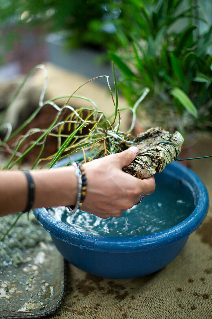 Watering a houseplant in a plastic bowl of water