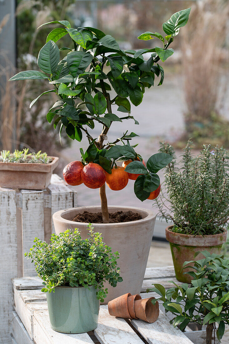 Blood orange, (Citrus meyeri, citrus sinensis) 'Arcobal', plant in pot