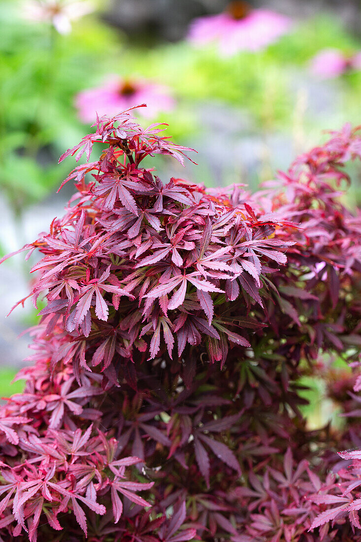 Red-leaved fan maple (Acer palmatum) in the garden