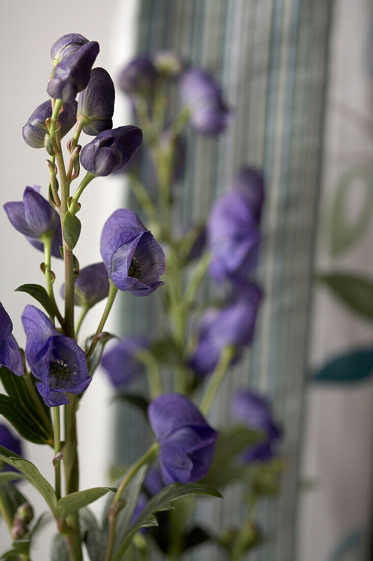 Purple Delphinium in Devon living room