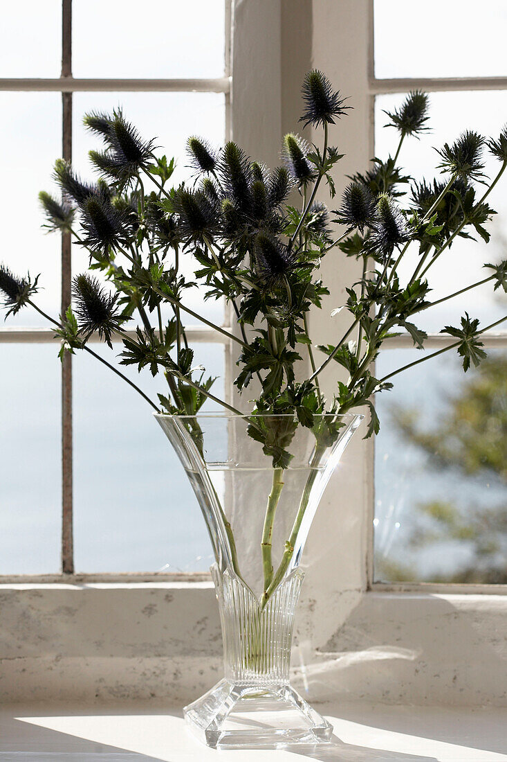 Vase und Schnittblumen (Echinopsis) auf der Fensterbank eines Strandhauses in Devon