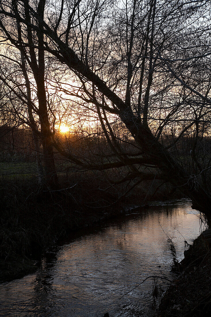 Sun shining through trees over creek