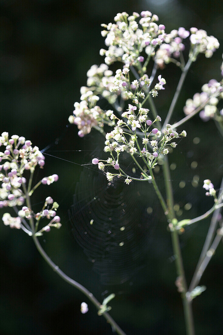 White flowers and cobweb