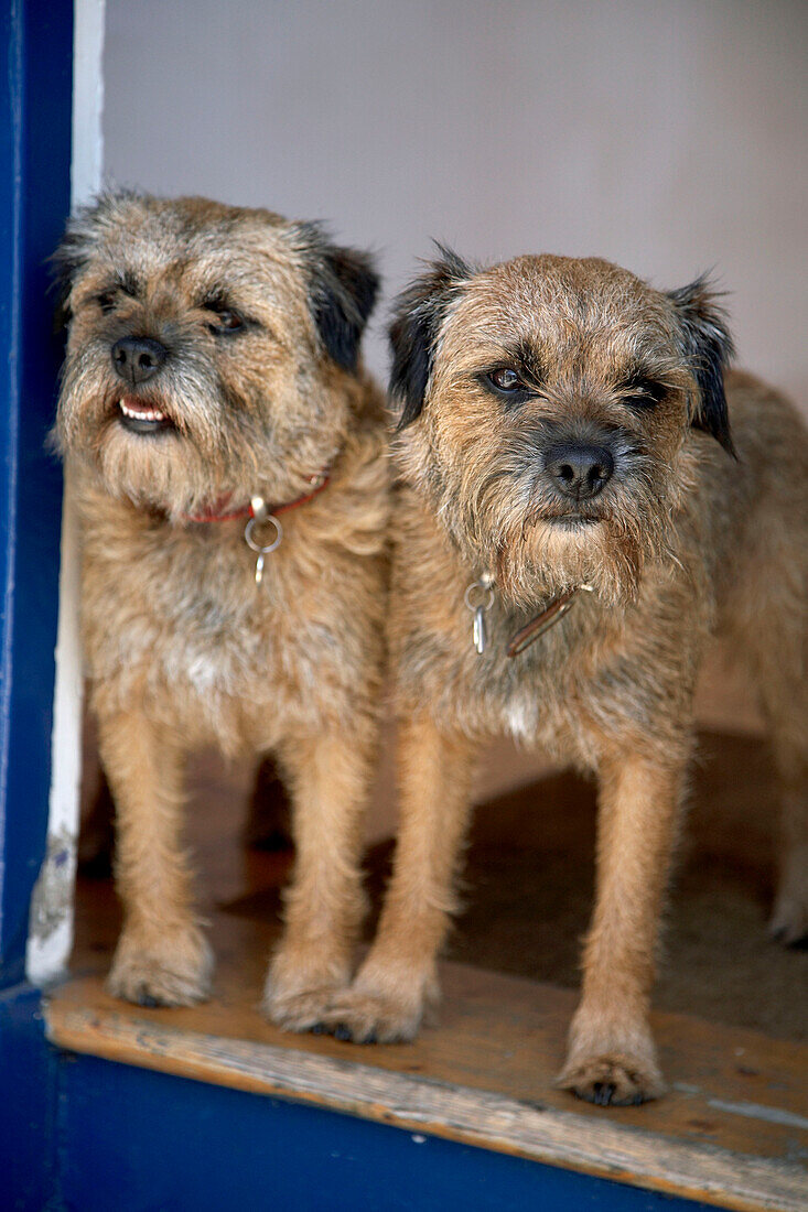 Two dogs stand on blue painted doorstep