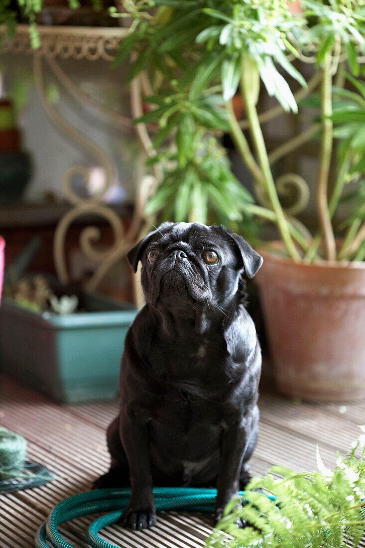 Dog sits in conservatory with hosepipe