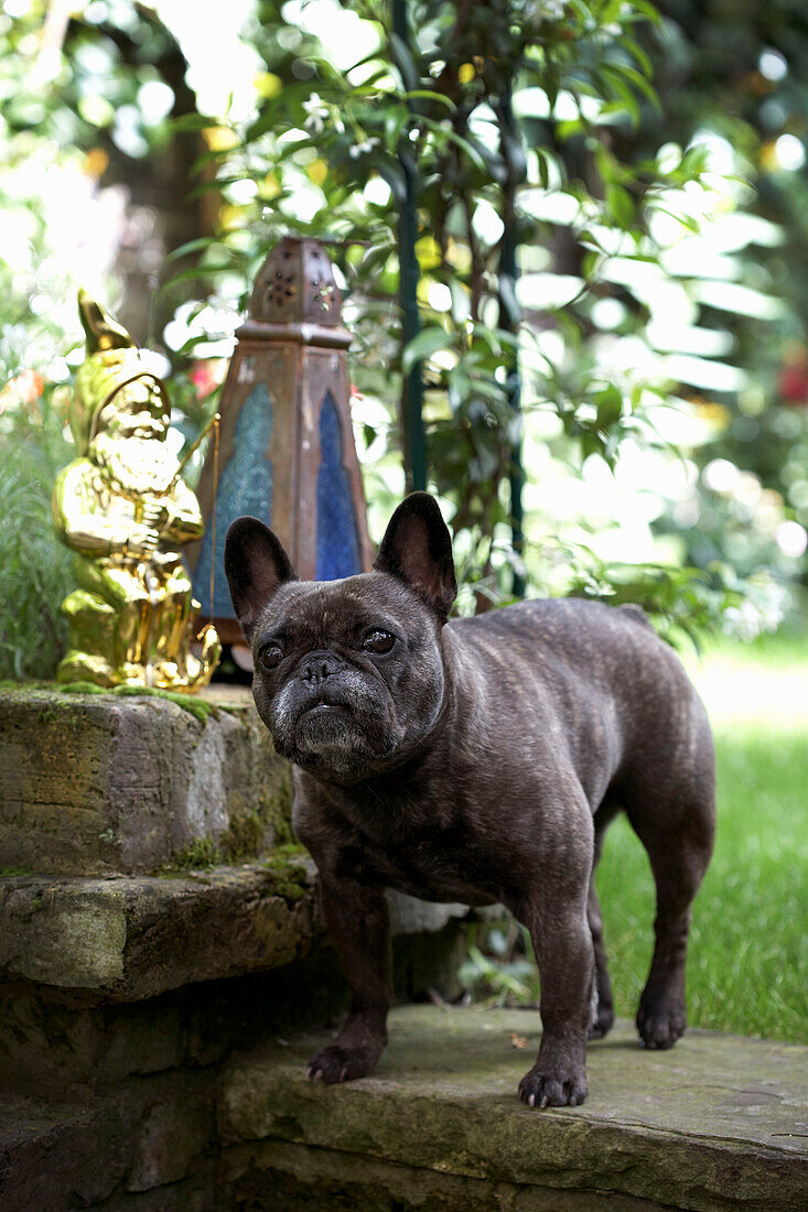 Pet dog stands on stone steps with gold garden gnome