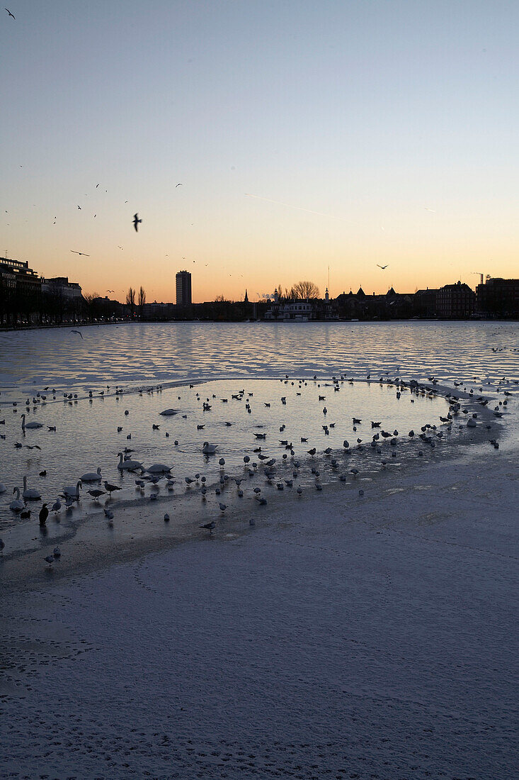 Birds on riverbank dusk