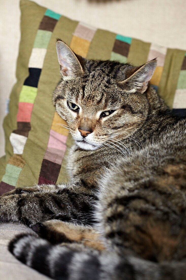 Tabby cat and patchwork cushion in Brighton home, UK