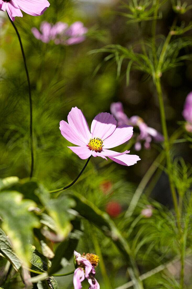 Rosa Blume im Garten eines Stadthauses in Brighton, Sussex, England, UK