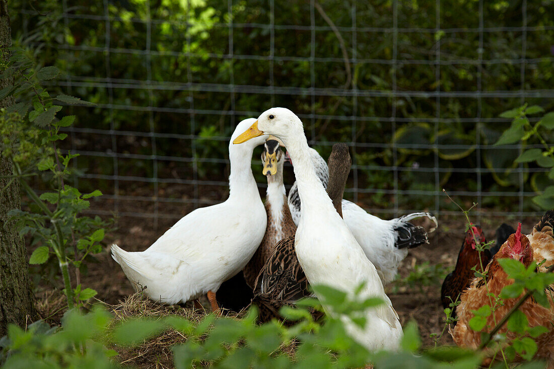 Enten und Gänse im Garten eines Hauses in West Sussex, England, UK