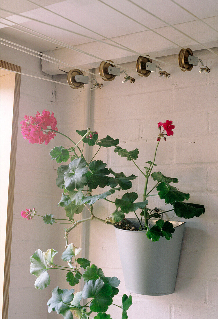 Close up detail of a potted plant mounted onto a painted brick wall