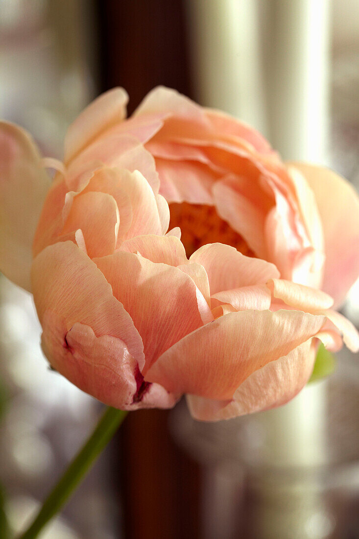 Single stem rose in Lincolnshire home, England, UK