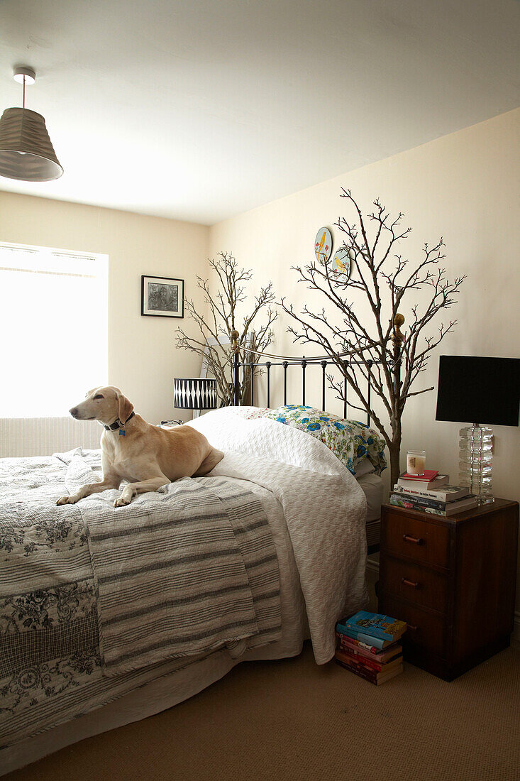 Dog sitting on bed with twig arrangements in Lincolnshire home, England, UK