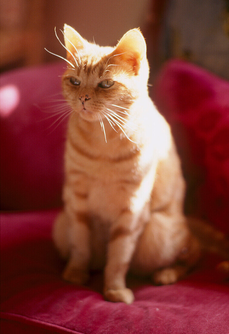 A detail of a ginger cat sitting on a sofa