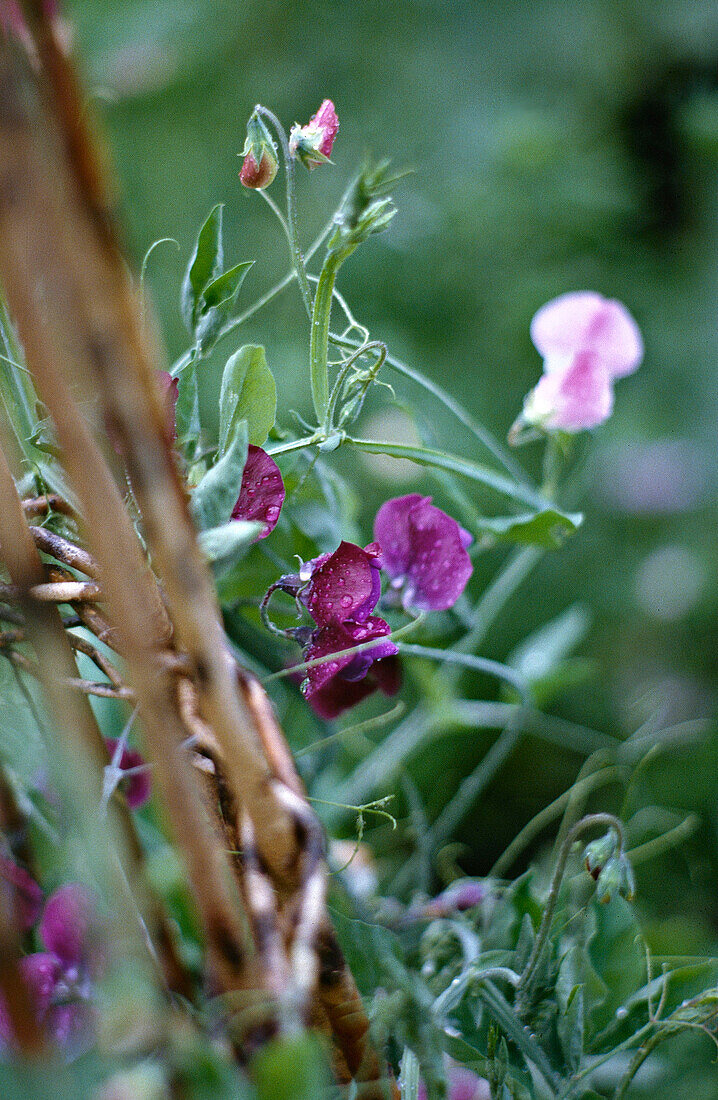 Lathyrus Sweet peas Everlasting Pea flowers detail
