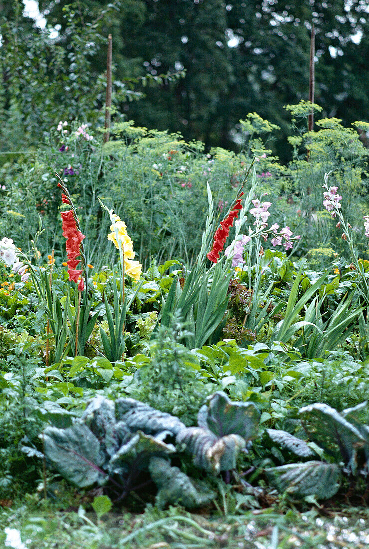 Gladiolen im Gartenbeet