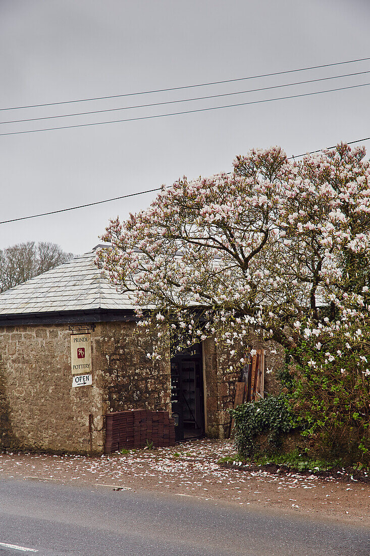 Magnolia tree outside the Prindl Pottery in Cornwall, UK