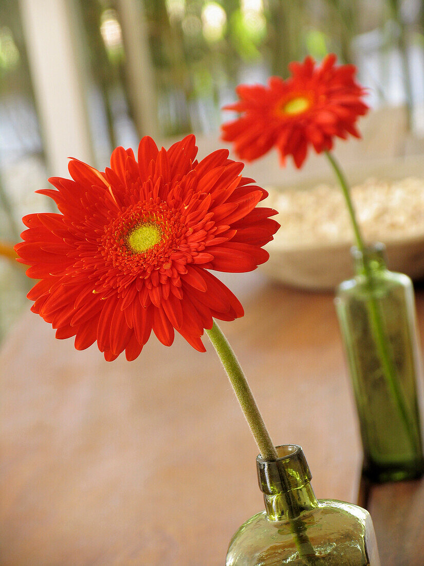 Leuchtend rote Gerbera-Blüten in grünen Flaschen auf einer Tischplatte