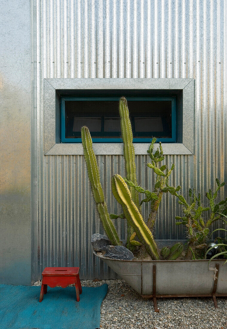 Bathtub of cacti in front of galvanised metal interior