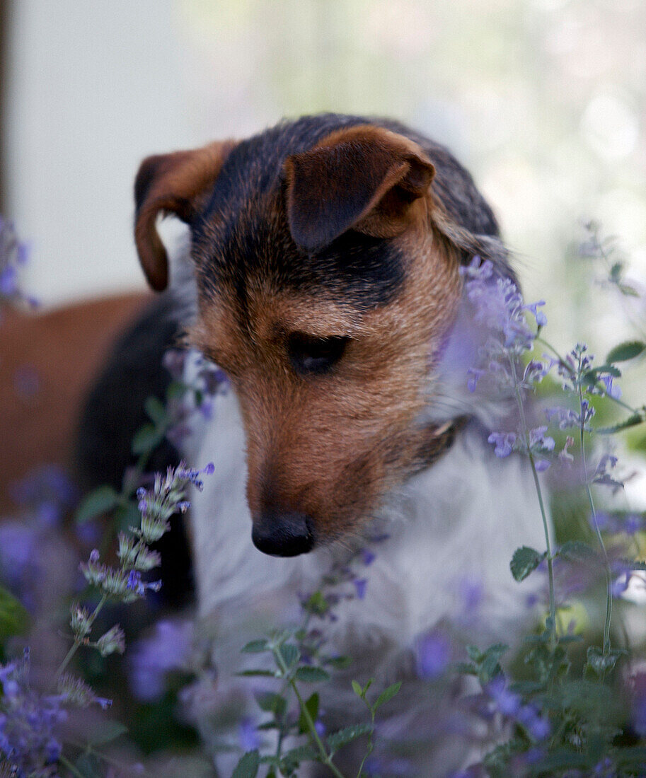 Hund schaut nach unten