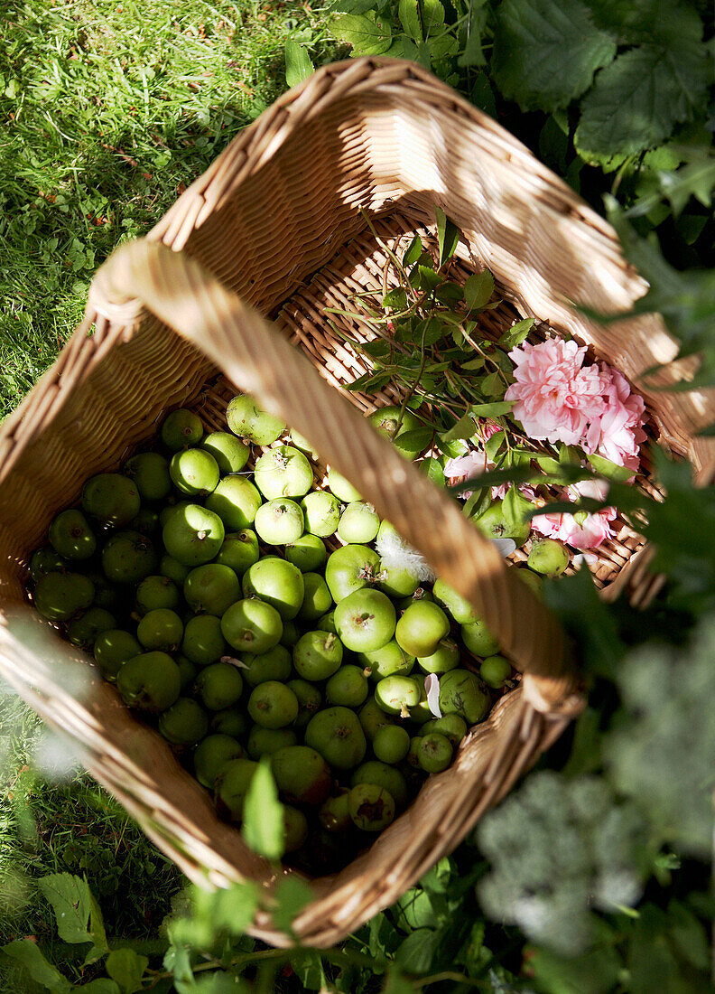 Cut roses and windfall apples in basket 