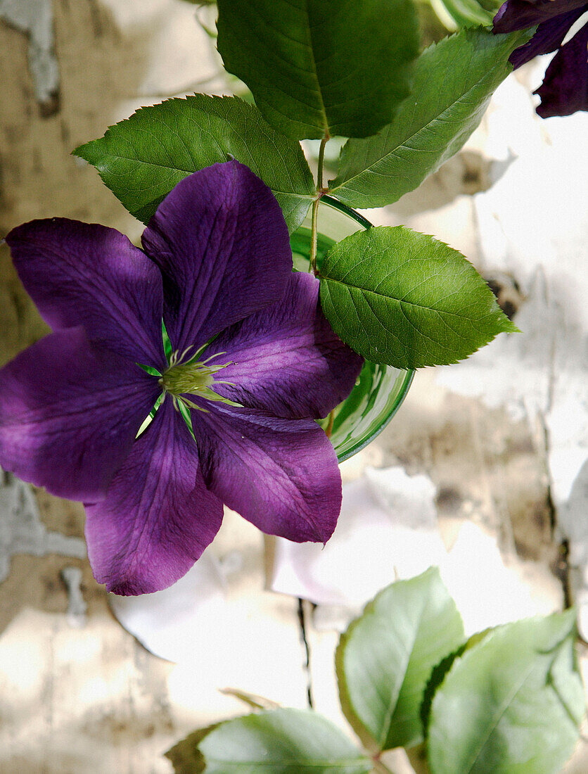 Sonnenbeschienene violette Clematis, die auf einem Stamm wächst