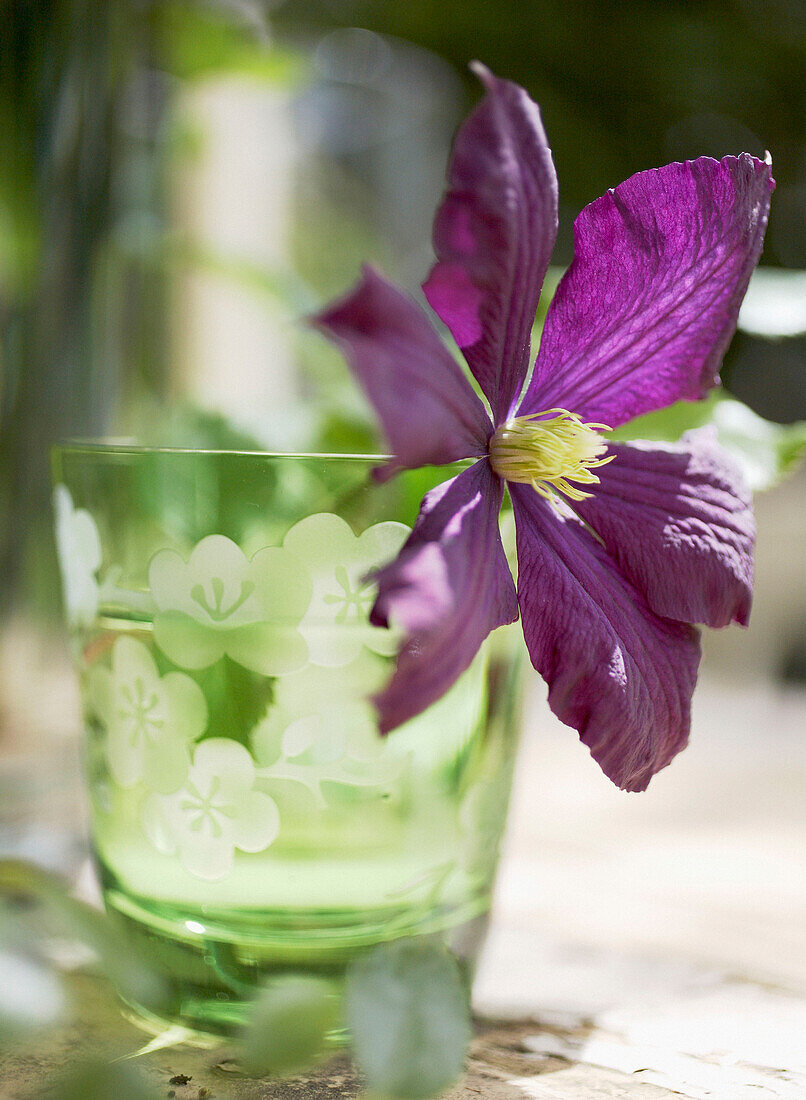 Sunlit purple clematis in drinking glass