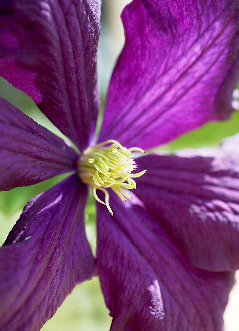 Sunlit purple clematis