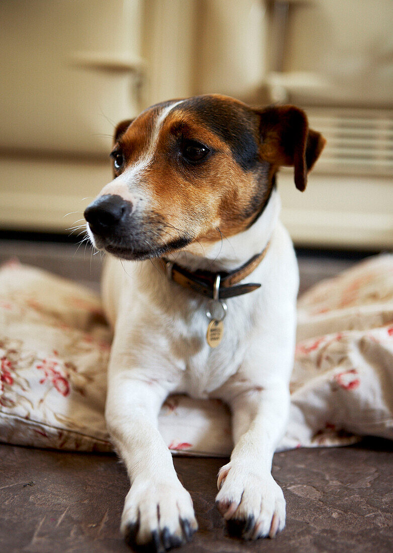 Small dog on tiled floor 