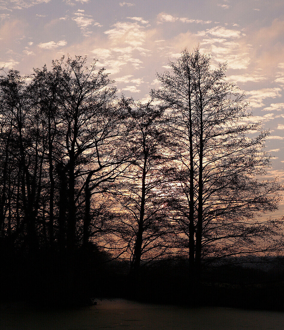 Sunset and winter trees