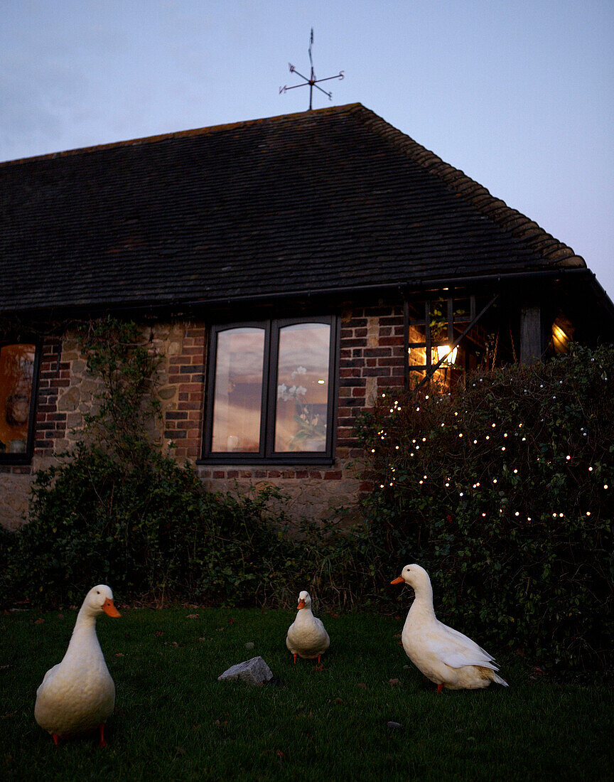 Three ducks on grass with brickwork exterior