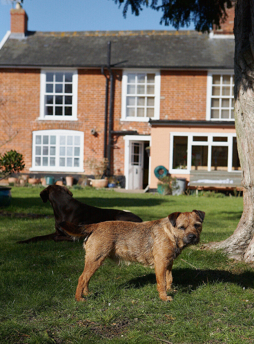 Two dogs on grass of brick house exterior 