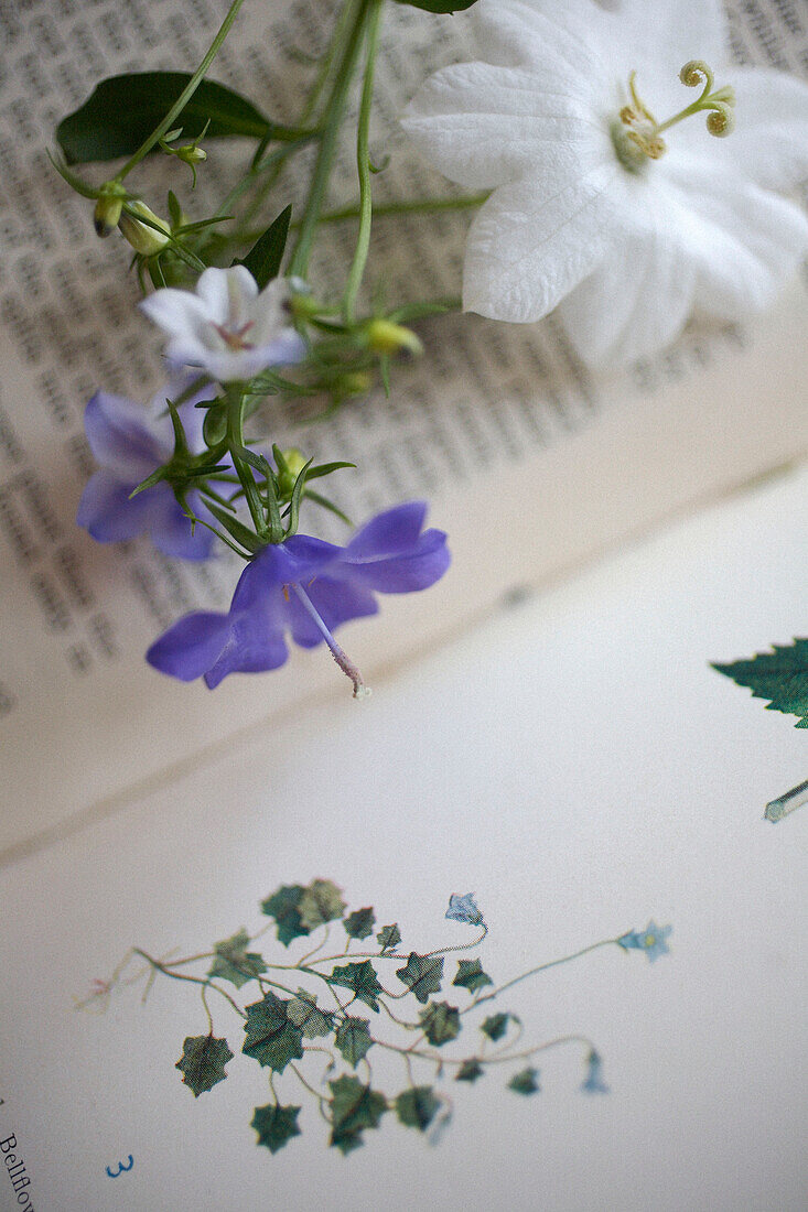 Purple flowers on open book