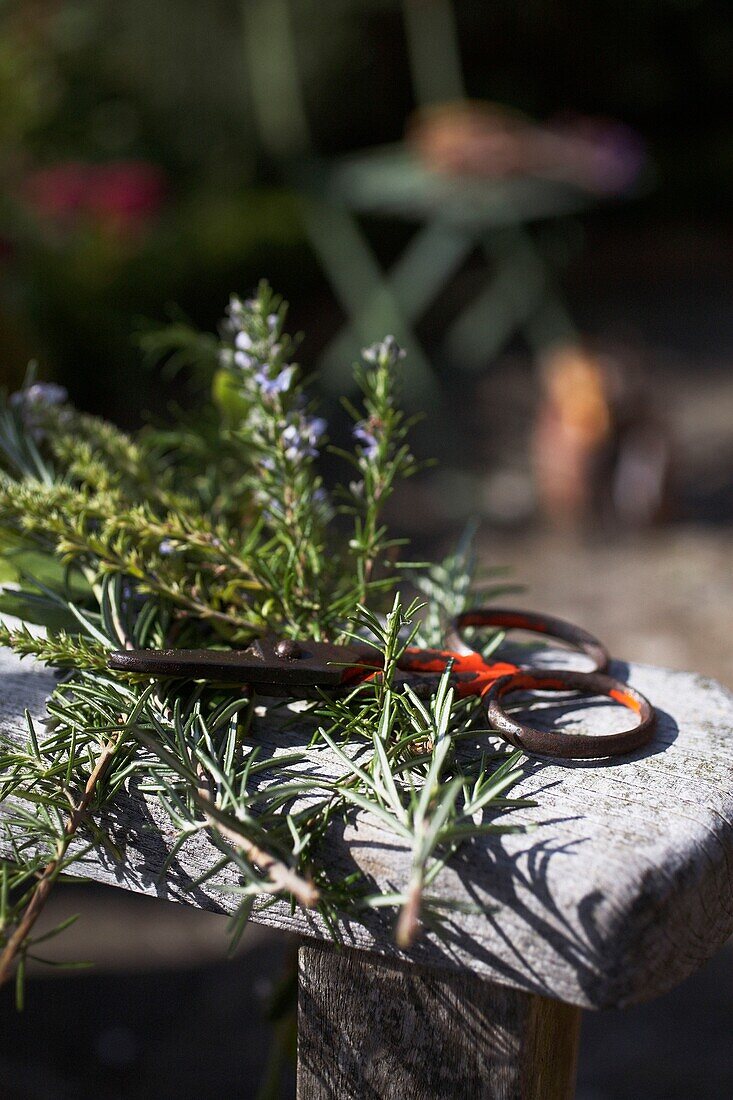 Stecklinge von Lavendel (Lavandula) mit Schere auf Holzbank