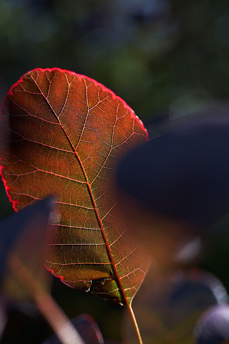 Sonnenbeschienenes Herbstblatt