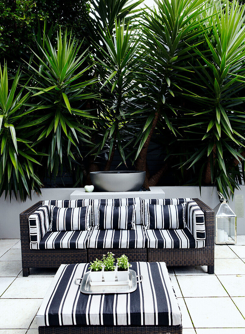 Large cacti plants in courtyard harden with striped black and white cane furniture