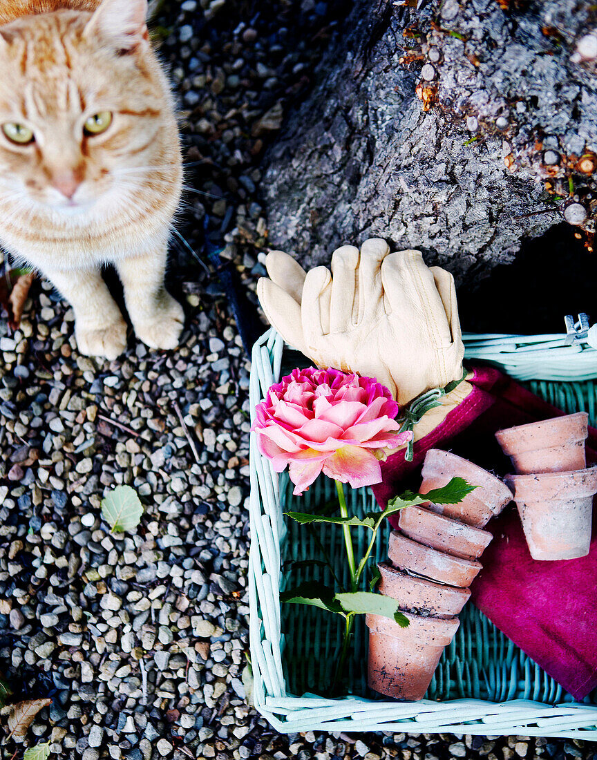 Tabby cat sits looking at camera with basket of gardening equipment