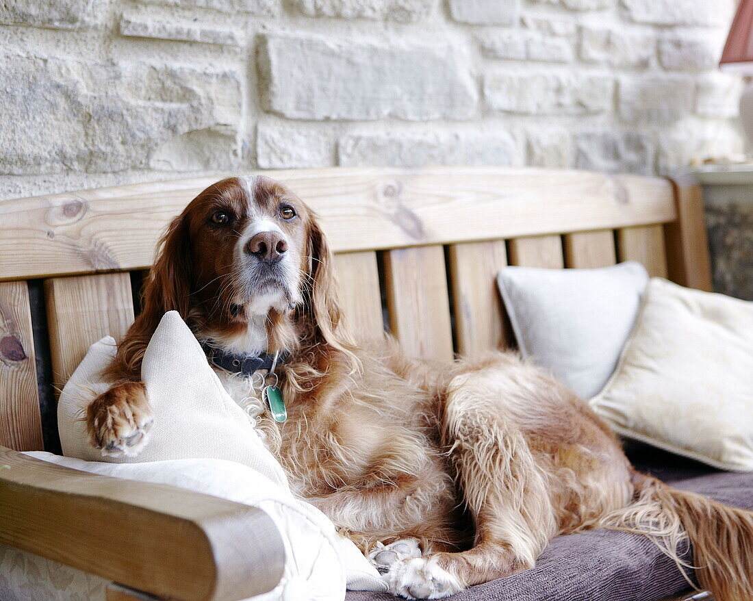 Family pet sitting on wooden bench seat in Hexham country house Northumberland England UK