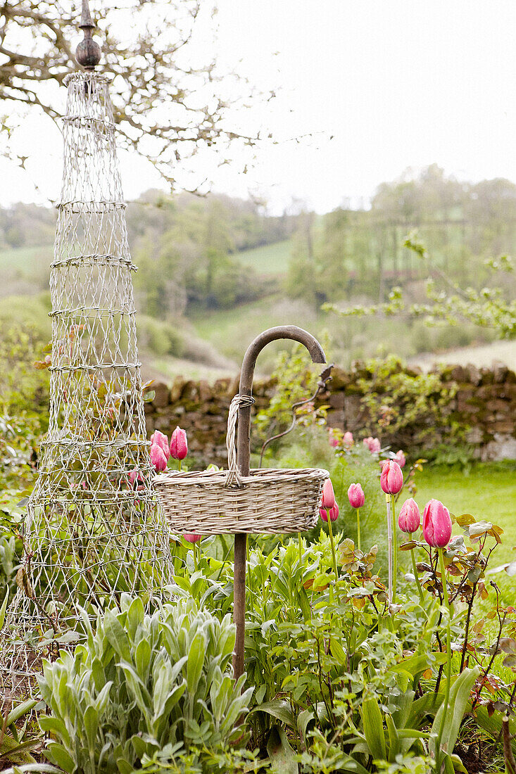 Rosa Tulpen mit Gartenobelisk aus Weidengeflecht im ländlichen Oxfordshire, England, Vereinigtes Königreich