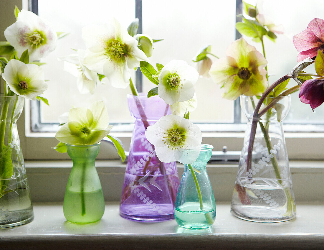 Schnittblumen in einstieligen Vasen auf der Fensterbank eines Hauses in Oxfordshire, England, UK