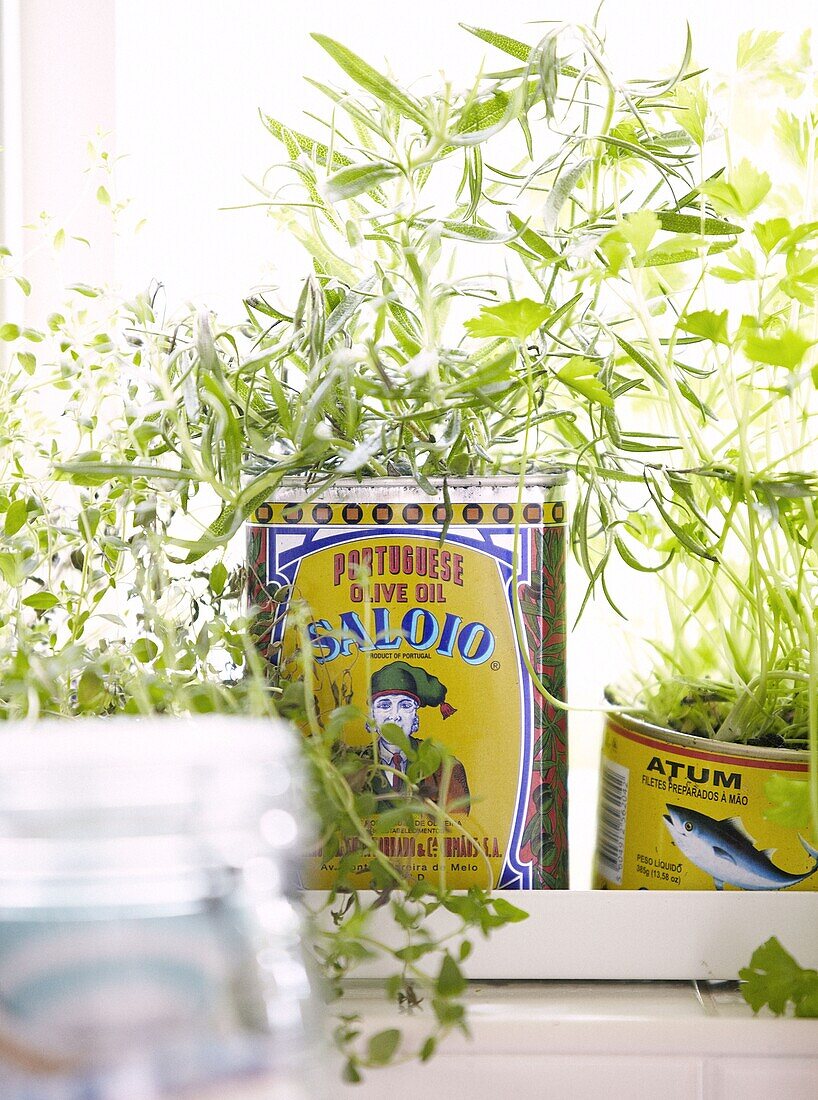 Herbs in olive oil tins on windowsill in Staffordshire home, England, UK