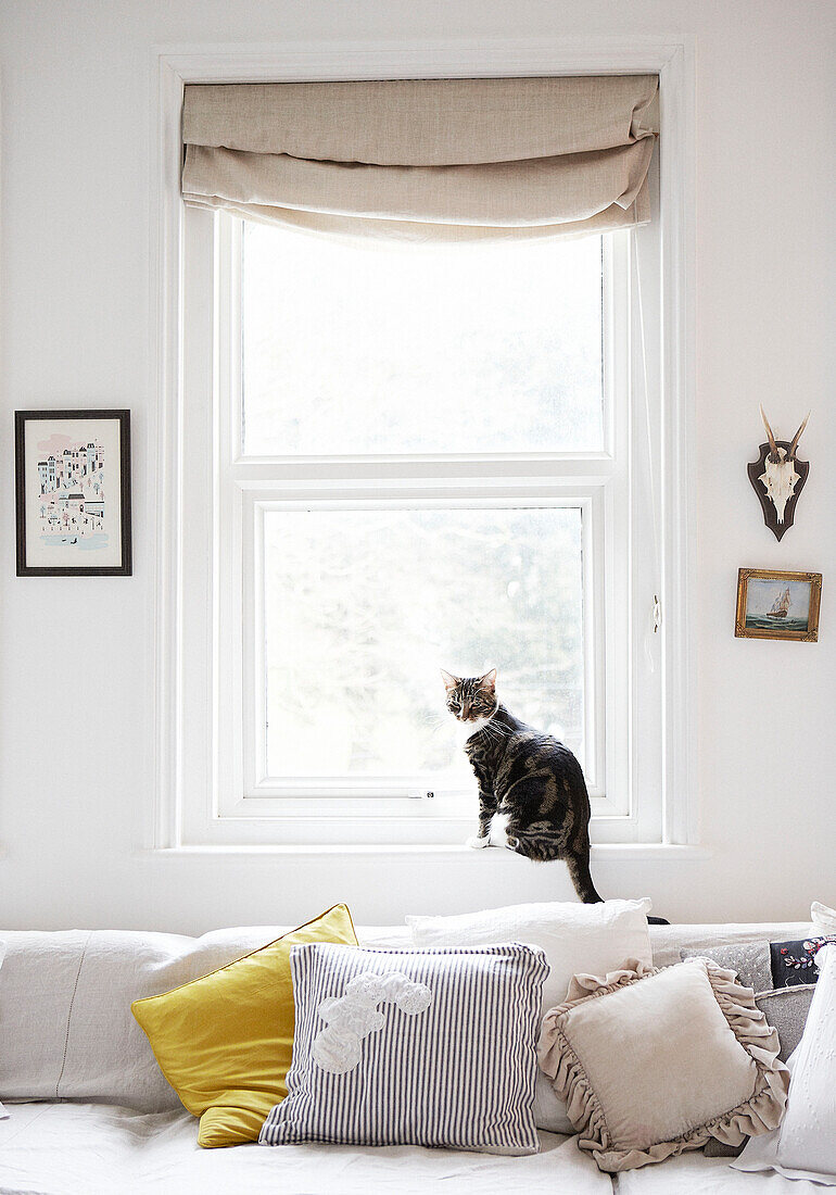 Katze sitzt auf der Fensterbank eines Wohnzimmers über dem Sofa mit gelbem Kissen in einem Haus in Hastings, East Sussex, UK