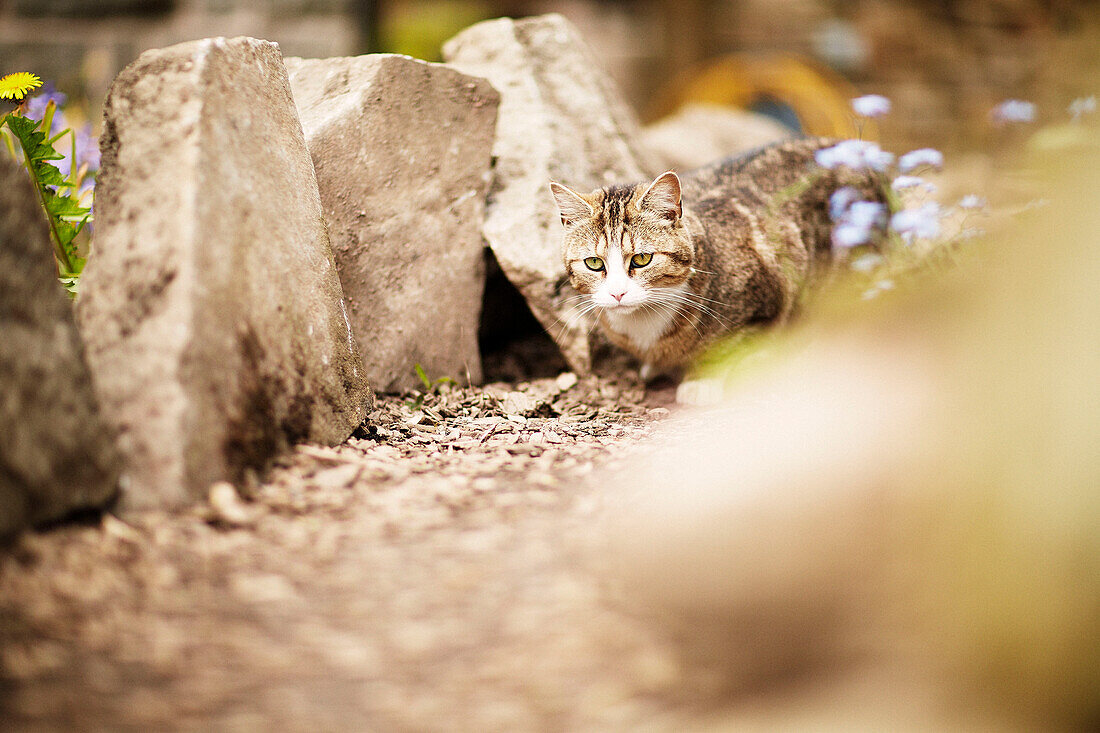 Getigerte Katze auf Streifzug im Garten in Derbyshire, England, UK