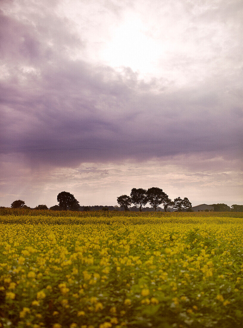 Rapsölfeld unter Gewitterwolken in der Bretagne Frankreich